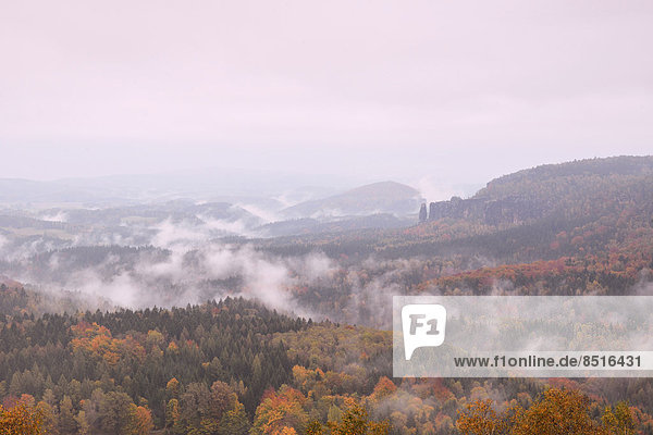 Der Nasse Grund im Nebel im Herbst  im Elbsandsteingebirge  Sächsische Schweiz  Bad Schandau  Sachsen  Deutschland