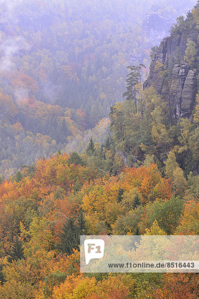Wald im Nassen Grund im Nebel im Herbst  im Elbsandsteingebirge  Sächsische Schweiz  Bad Schandau  Sachsen  Deutschland