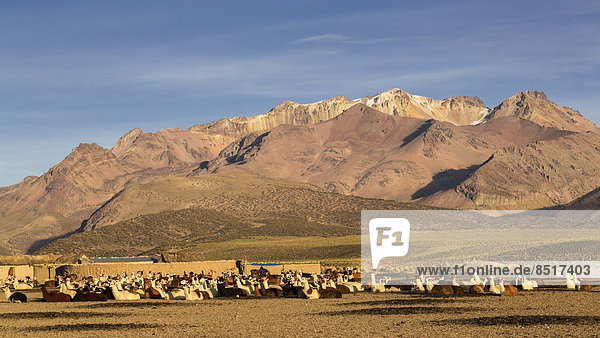 Lamas (Lama glama)  Sajama-Nationalpark  Altiplano-Hochland  Bolivien