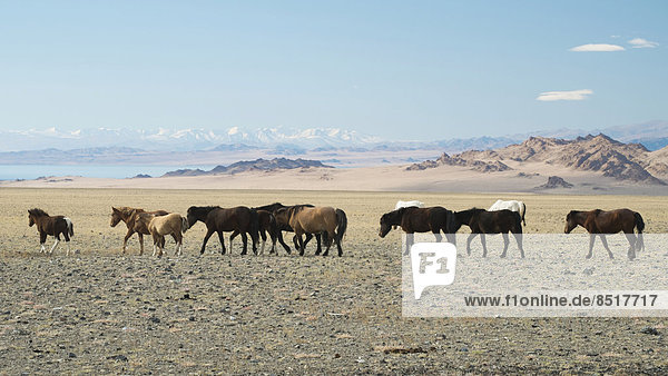 Wildpferde am Achit Nuur  Nationalpark Tsambagarav  Bayan Ölgii Aimag  Mongolei