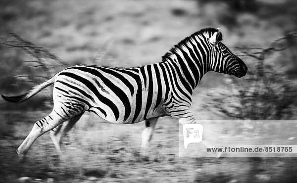 Namibia  Zebra