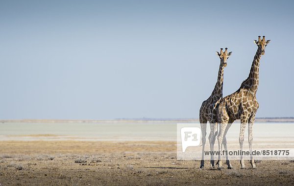 Namibia  Giraffe  Giraffa camelopardalis