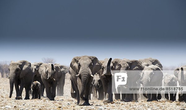 Elefant  Namibia