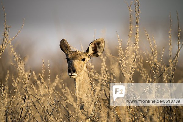 Kudu  Tragelaphus strepsiceros  Namibia