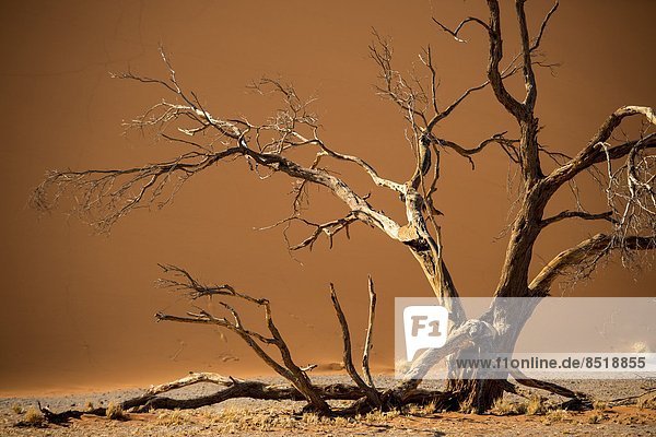 Blühende Namibwüste nach starken Regenfällen im Sommer  Namibia