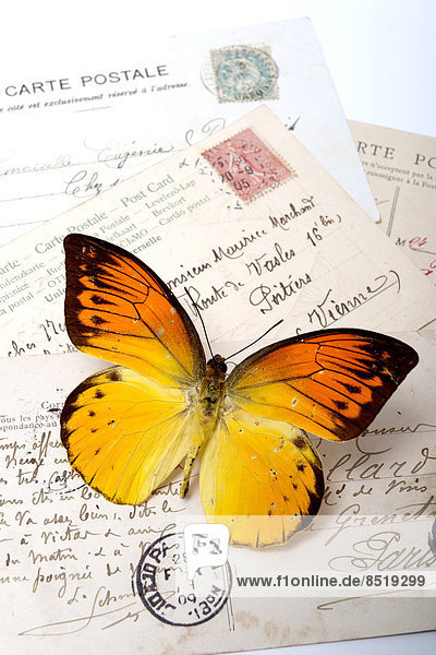 Orange butterfly on postcards