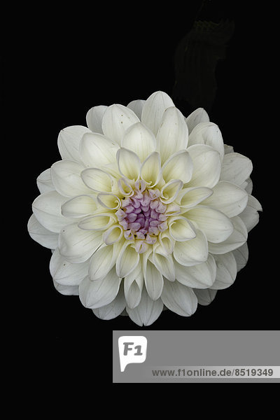 Blossom of white dahlia (dahlia) in front of black background