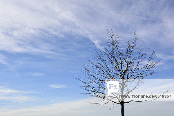 Kahler Baum im Winter vor bewölktem Himmel