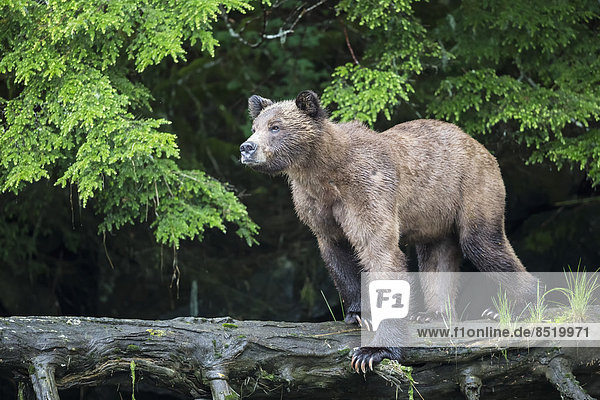 Canada  Khutzeymateen Grizzly Bear Sanctuary  Female grizzly bear