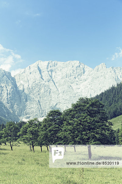 Österreich  Tirol  Risstal  Hinterriss  bei Eng  Ahorn  Großer Ahornboden  Alm mit alten Ahornbäumen