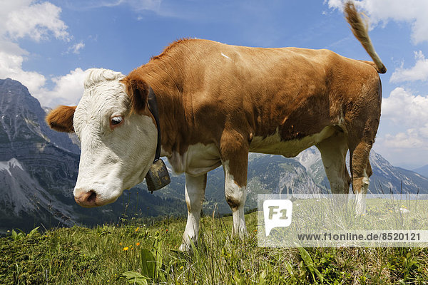 Österreich  Tirol  Karwendelgebirge  Region Ahornboden  Kuh auf der Weide