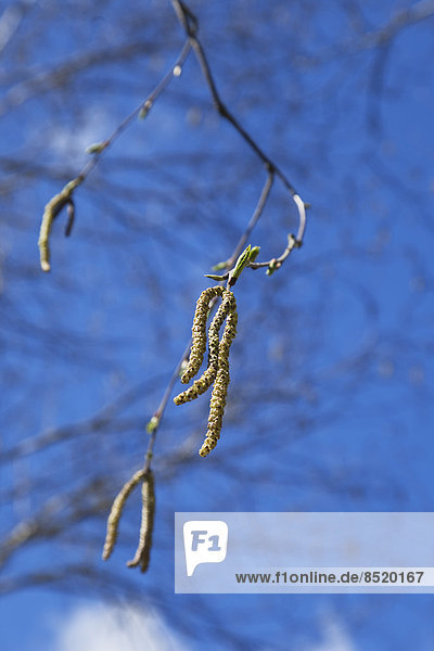 Germany,  Rhineland-Palatinate,  blooming birch catkins in spring