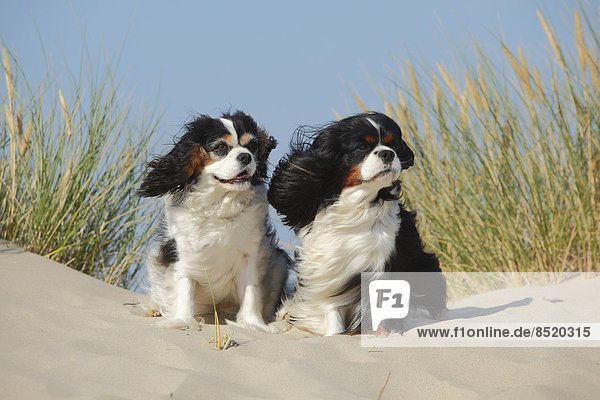 Niederlande  Texel  zwei Caßalier King Charles Spaniels sitzend auf einer Sanddüne