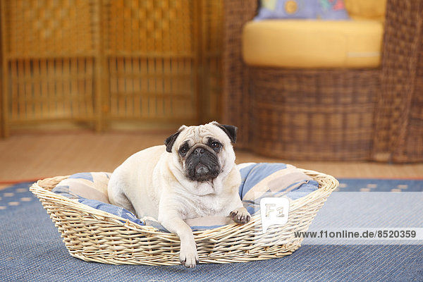 Pug lying in a dog basket