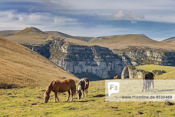 Spain  Aragon  Central Pyrenees  Ordesa y Monte Perdida National Park  Canon de Anisclo  wild horses on meadow