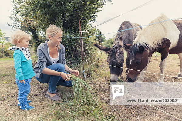 Mutter und Sohn füttern ein Pferd mit Gras.