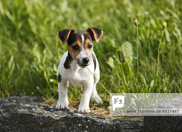 Deutschland  Baden-Württemberg  Jack Russel Terrier Welpe stehend auf Stein vor einer Wiese