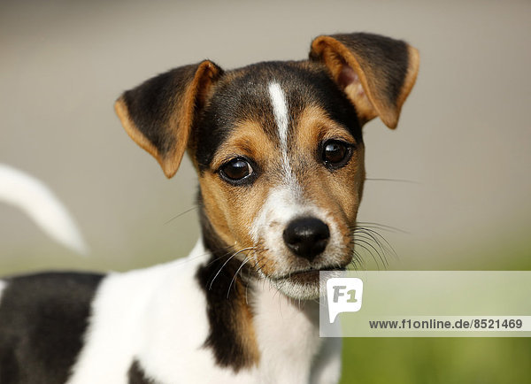Deutschland  Baden-Württemberg  Portrait von Jack Russel Terrier Welpe