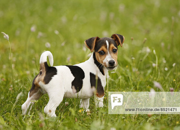 Deutschland  Baden-Württemberg  Jack Russel Terrier Welpe stehend auf der Wiese