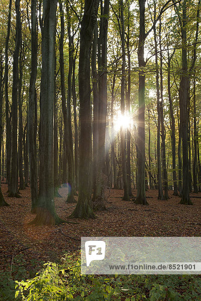 Deutschland  Mecklenburg-Vorpommern  Rügen  Nationalpark Jasmund  Buchenwald gegen die Sonne
