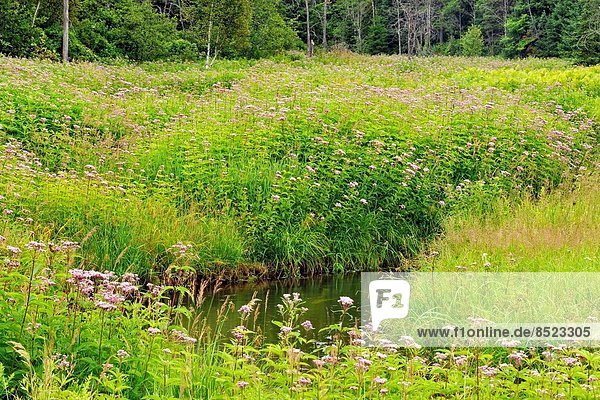 Flowering Joe-pye weed colony and spruces near a small stream  Greater Sudbury (Naughton)  Ontario  Canada.