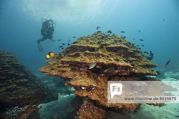 Scuba diver with coral  near Fahal  Oman