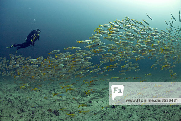 Scuba diver with a school of Yellowtail Snapper (Ocyurus chrysurus)  Gulf of Oman  Oman