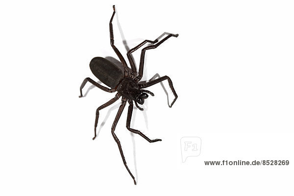Australian Sac Spider  Sackspinne (Cheiracanthium gilvum)
