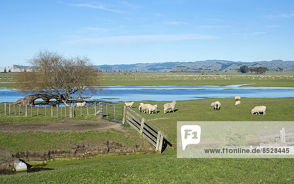 Schafgehege in Gisborne  Nordinsel  Neuseeland