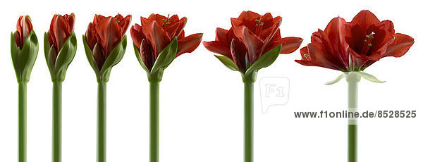 Amaryllis  Blüten in unterschiedlichen Wachstumsphasen von der Knospe bis zur geöffneten Blüte