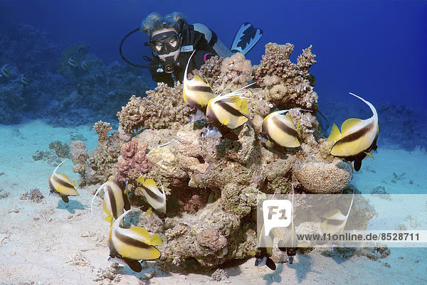 Scuba diver looking at Pennant Coralfish (Heniochus acuminatus)  Red Sea  Egypt