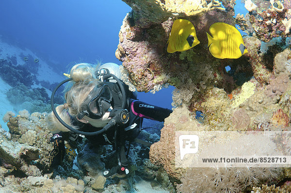 Scuba diver looking at Blue-Cheeked Butterflyfish (Chaetodon semilarvatus)  Red Sea  Egypt