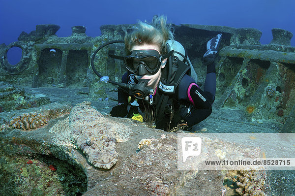 Scuba diver looking at a Tentacled Flathead (Papilloculiceps longiceps)  at the SS Thistlegorm shipwreck  Red Sea  Egypt