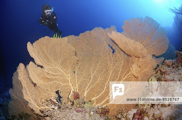 Scuba diver looking at a Venus Fan (Gorgonia flabellum)  Red Sea  Egypt