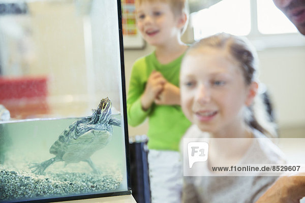 Mädchen beobachten Schildkröte schwimmen in Glaswanne