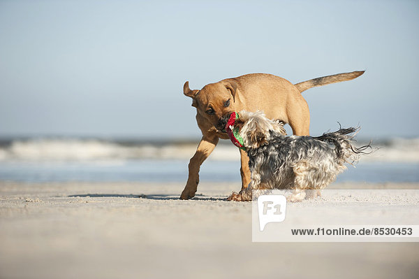 Yorkshire Terrier und Mischlingswelpe spielen am Strand  Schleswig-Holstein  Deutschland
