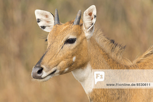 Nilgauantilope (Boselaphus tragocamelus)  Porträt  Keoladeo-Nationalpark  Bharatpur  Rajasthan  Indien