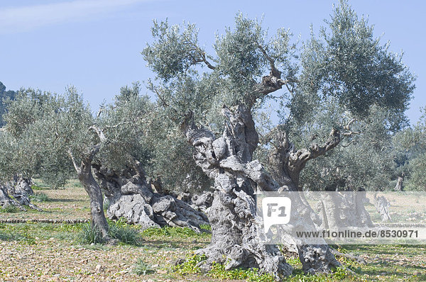 Alte Olivenbäume (Olea europaea)  bei Deia  Serra de Tramuntana  Mallorca  Balearen  Spanien