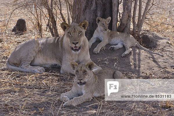 Löwen (Panthera leo) im Schatten eines Baumes  Nsefu-Sektor  Südluangwa-Nationalpark  Sambia