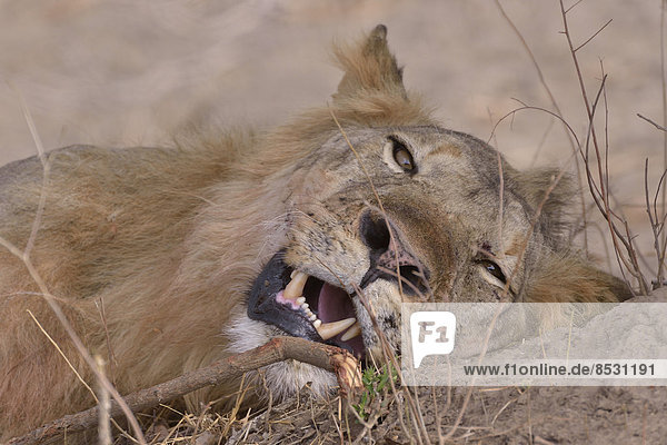 Ruhender Mähnenlöwe (Panthera leo)  Nsefu-Sektor  Südluangwa-Nationalpark  Sambia