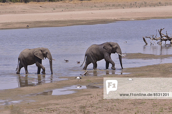 Elefanten (Loxodonta africana) am Luangwa-Fluss  Südluangwa-Nationalpark  Sambia