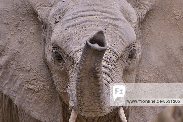 Elefant (Loxodonta africana) mit erhobenem Rüssel  Porträt  Südluangwa-Nationalpark  Sambia