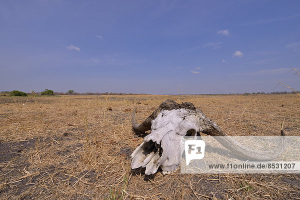 Schädel eines Kaffernbüffels (Syncerus caffer)  Nsefu-Sektor  Südluangwa-Nationalpark  Sambia