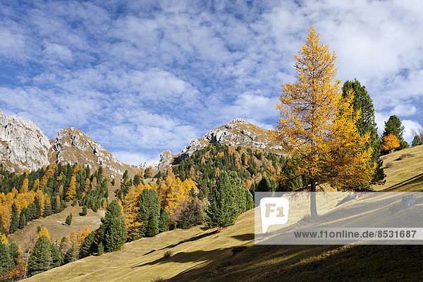 Landschaft bei den Gampenwiesen  hinten der Zendleser Kofel  Naturpark Puez-Geisler  Villnösstal  Dolomiten  Südtirol  Italien