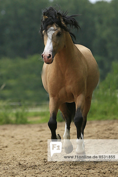 Welsh Pony B  Deutschland