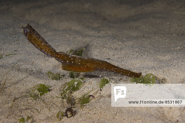 Seegras-Geisterpfeifenfisch (Solenostomus cyanopterus)  Mimaropa  Philippinen