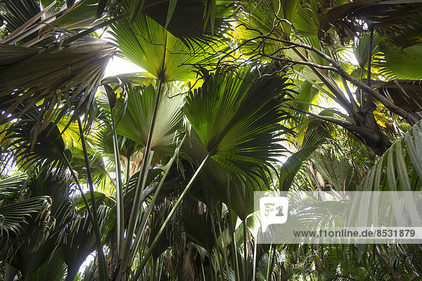 Baum Palme Kokosnuss Tier Naturvolk Kokos Seychellen