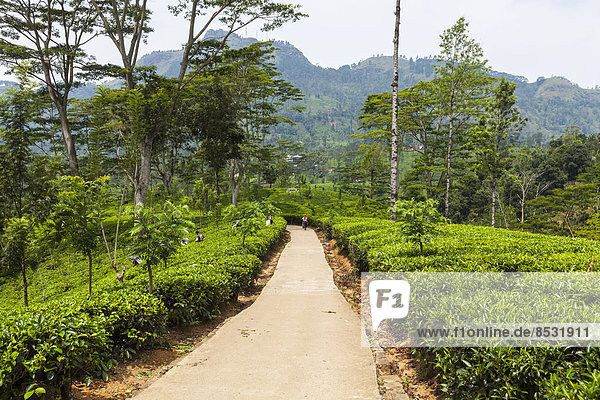 Weg in einer Teeplantage  in einem Teeanbaugebiet  Udapalatha  Zentralprovinz  Sri Lanka