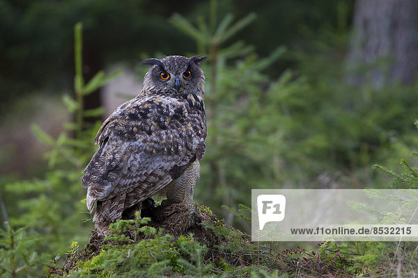 Eagle Owl (Bubo bubo)  Czech Republic