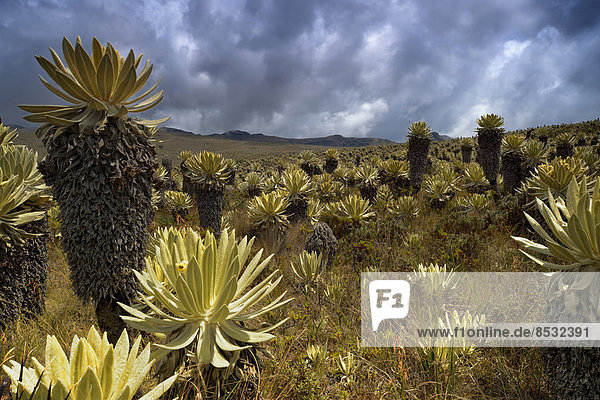 Frailejones-Pflanzen (Espeletia pycnophylla) in Paramo-Landschaft  Guandera  Imbabura  Ecuador